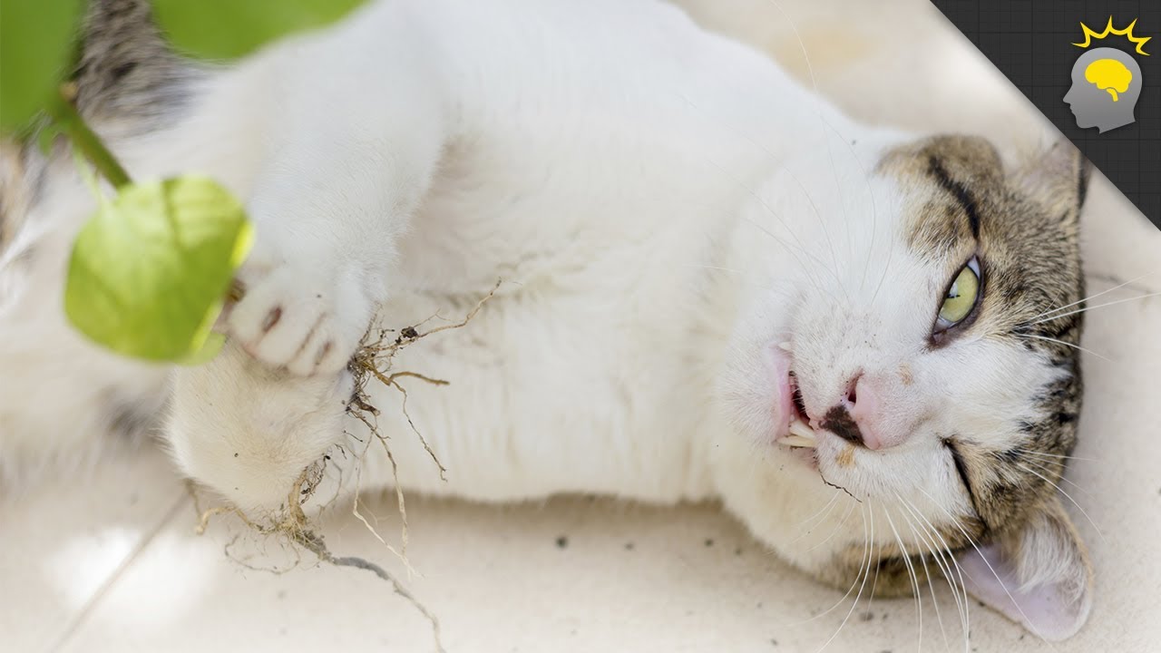 Catnip: Feline Psychedelic Freak-out - Science on the Web #53