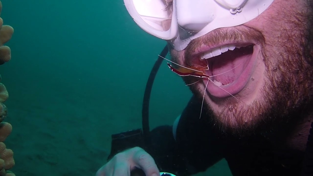 Diver gets teeth cleaning from friendly cleaner shrimp