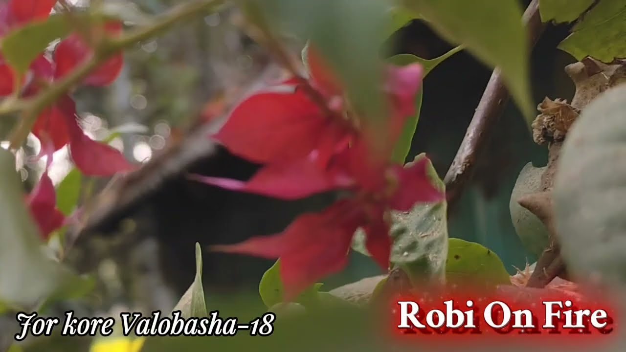 New  (Part-18) Jor kore Valobasha। Robi On Fire