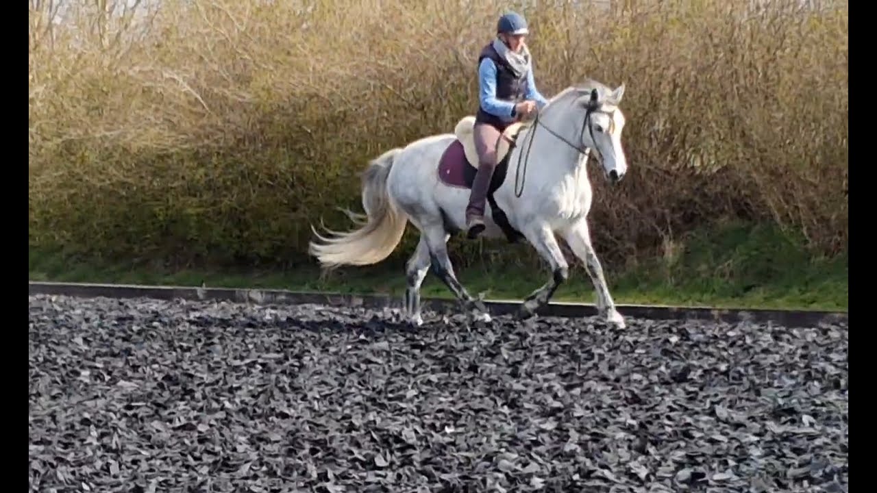 Reiten im Hier und Jetzt #5 - Galopparbeit mit Darco im Fellsattel - Frühjahr 2021