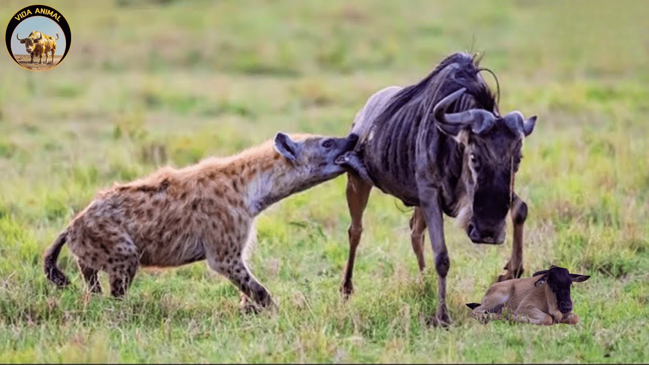 El Mundo Salvaje de las Hienas &ndash; Cuando la Manada Decide la Supervivencia #animalesalvajes