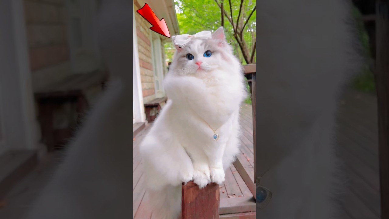 Почему кошки породы рэгдолл &mdash; идеальные питомцы! 🐱
