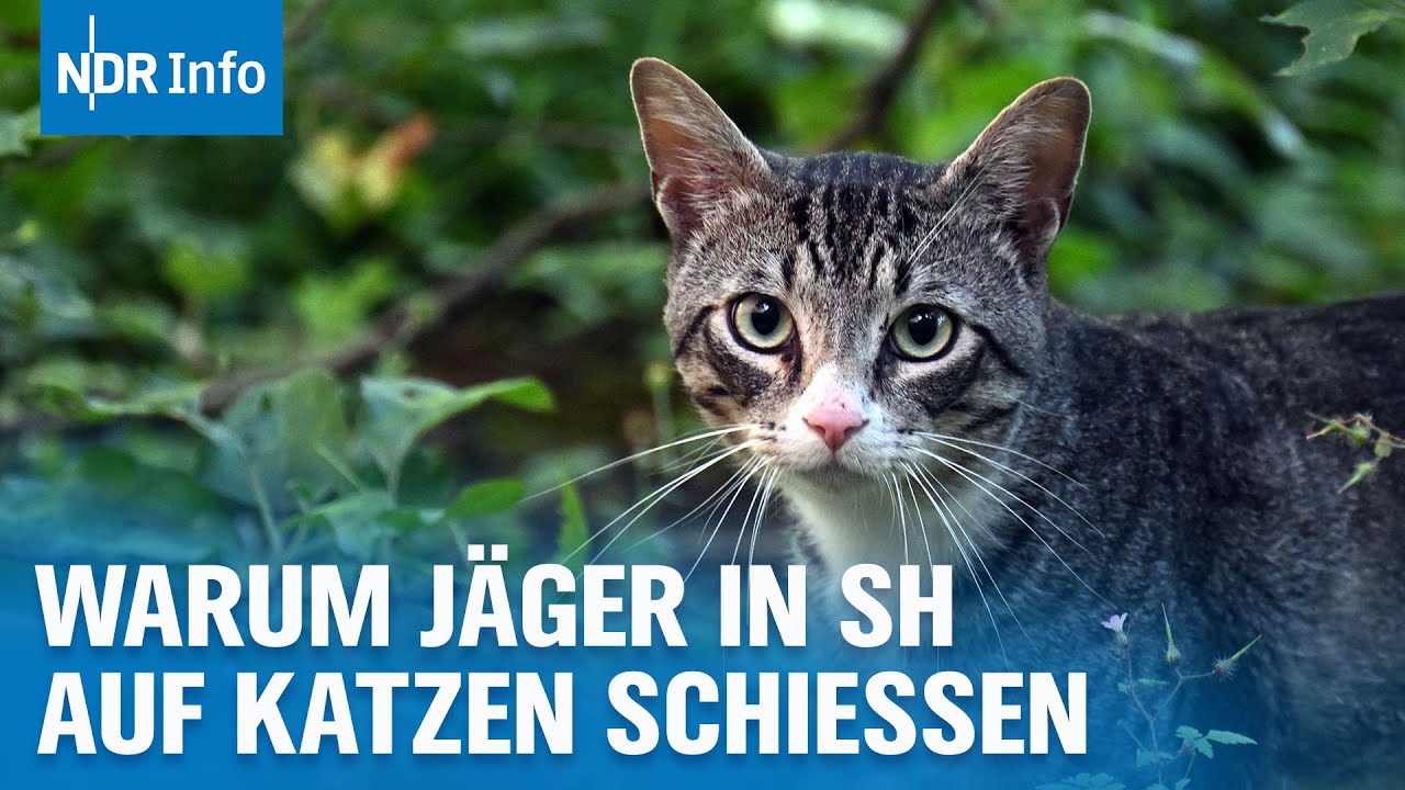 Jagd auf Hauskatzen:&nbsp;D&uuml;rfen J&auml;ger freilaufende Katzen erschie&szlig;en? | NDR Info