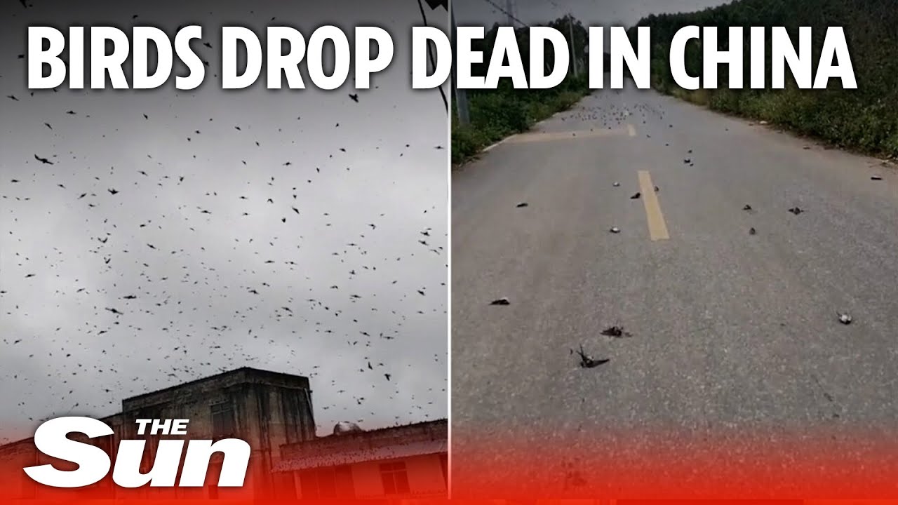 Birds drop dead out of the sky suddenly in China, like a horror movie