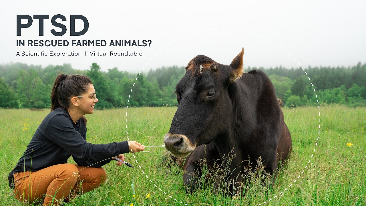 PTSD in Rescued Farm Animals? A Scientific Exploration.