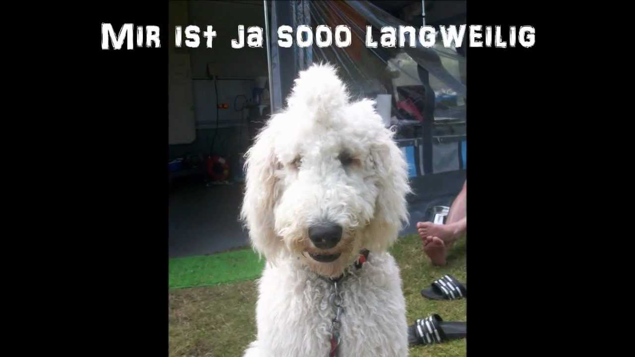 8. K&ouml;nigspudel  Bambuli, kleiner Frechdachs
