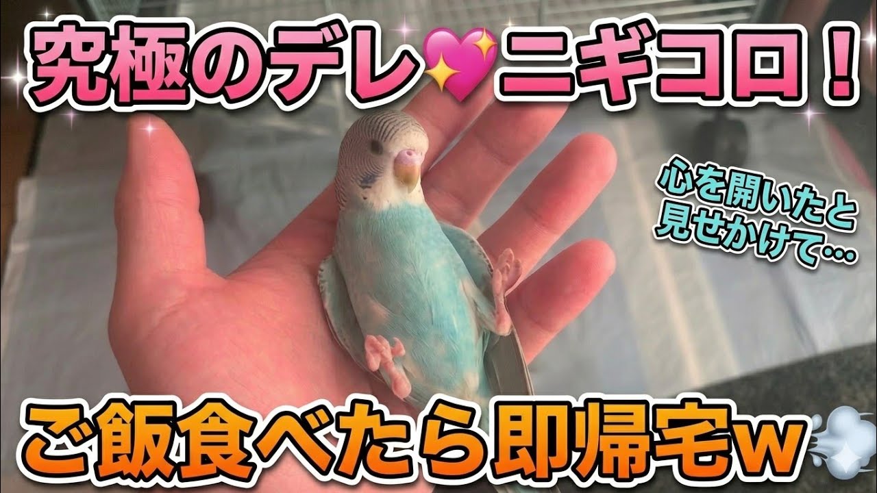 【初成功】ケージの外で手乗り！…と思ったらご飯目当て？まさかのニギコロも！【セキセイインコ】