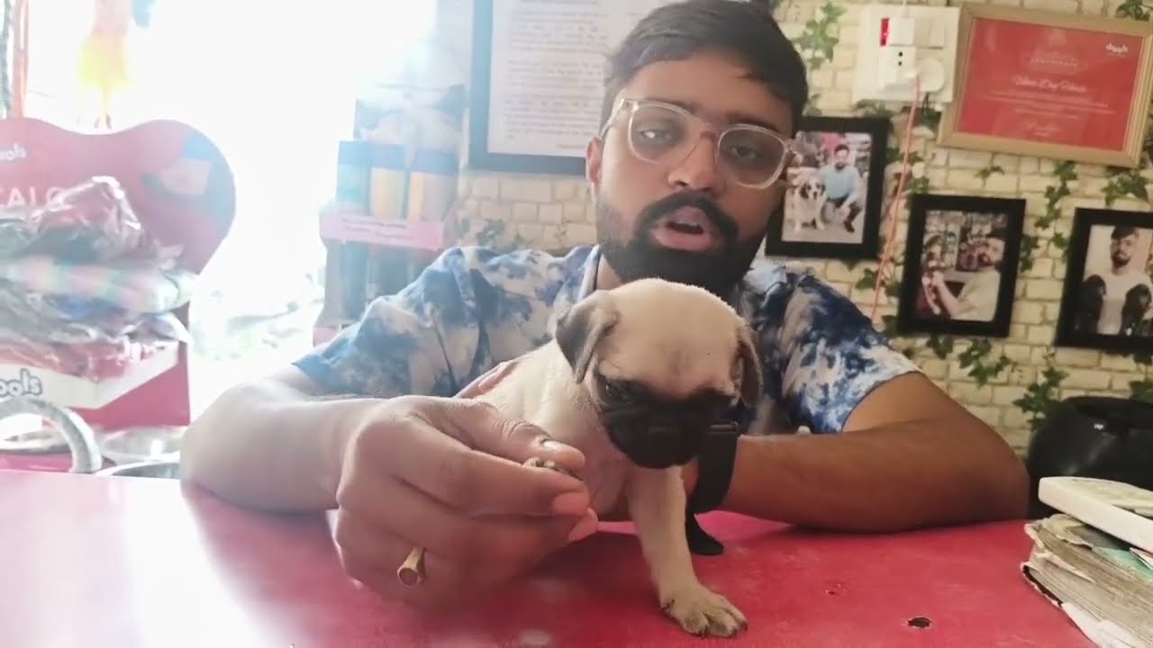 Pug Puppy – Price, Care, Personality, Food & Facts | Rudrapur