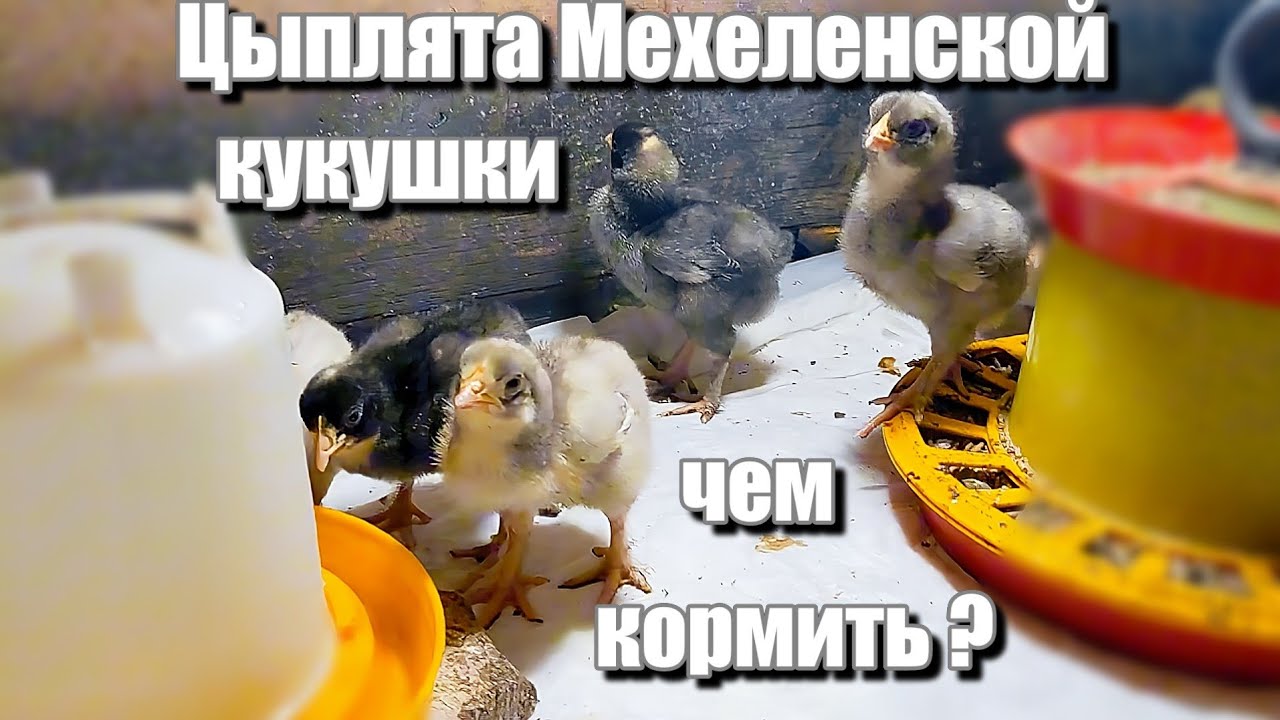 Цыплята Мехеленской кукушки ЧЕМ КОРМИТЬ И КАК РАСТИТЬ