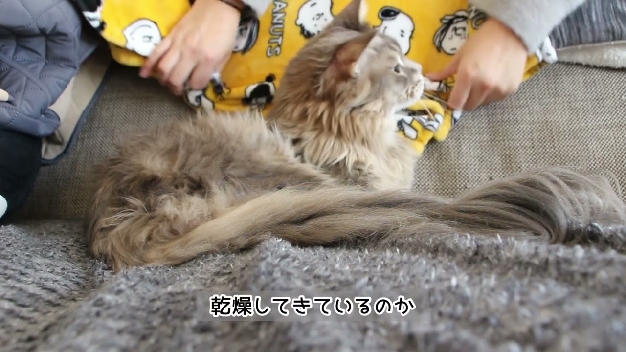 興奮すると手遊びする猫さん　#shorts 