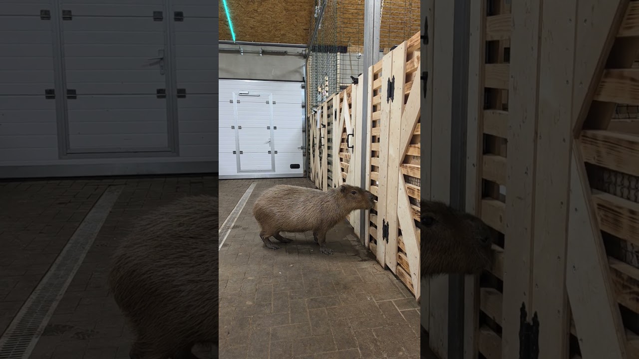 OMG! Capybara Queen Bonnie&rsquo;s Sweet Fence Date with Clyde 🦦💘
