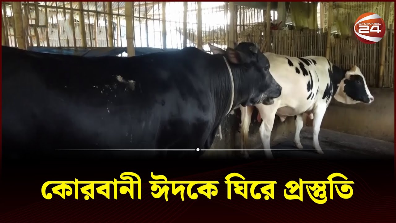 ভদ্র-অভদ্র, বস আর পাহাড়াদার নামের চারটি গরু প্রস্তুত হচ্ছে কুড়িগ্রামে | Kurigram | Eid | Channel 24