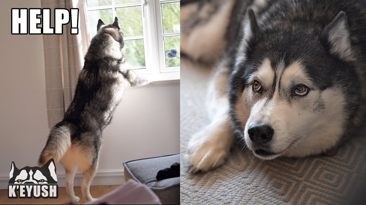 Husky Panics When His Nan Went Missing!