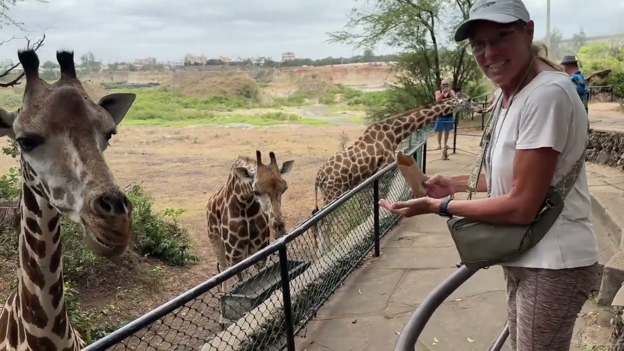Feeding the Giraffe