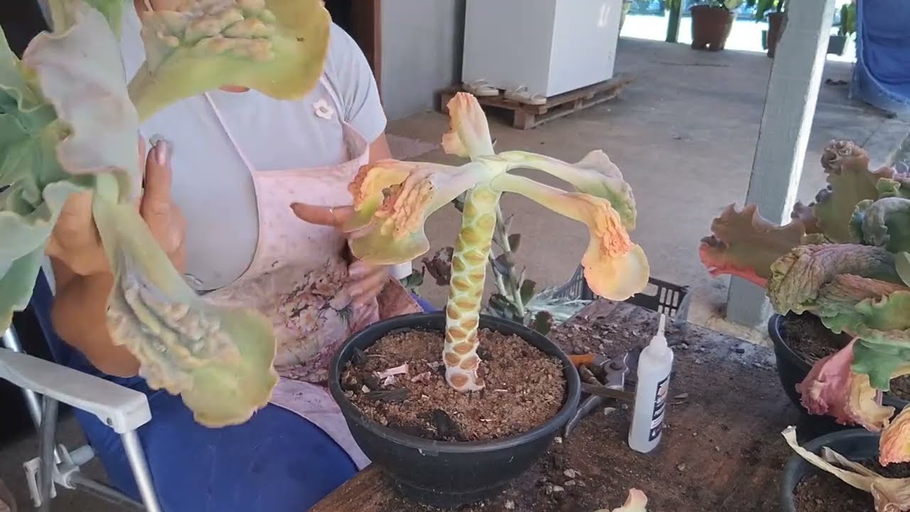 Parte 3 podas das gibifloras e suas ids 