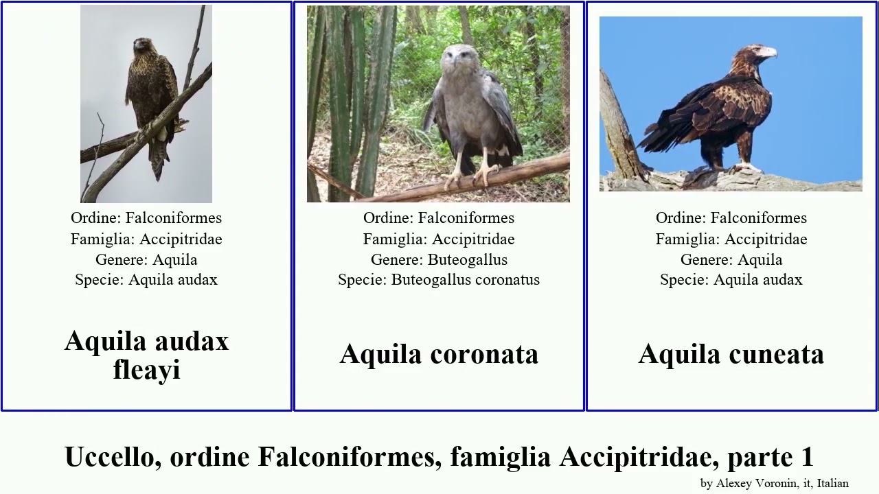 Uccello, ordine Falconiformes, famiglia Accipitridae, parte 1 aquila aquilastore albanella delle