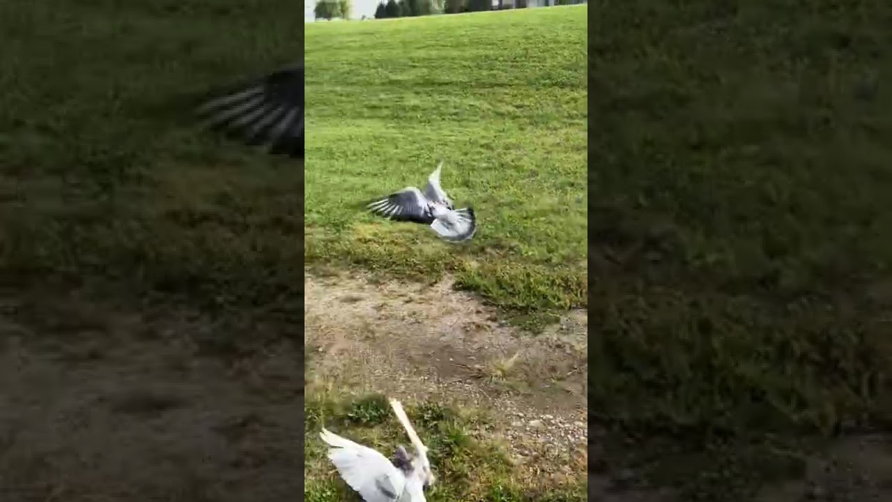 Racing Pigeon Training 25 mile