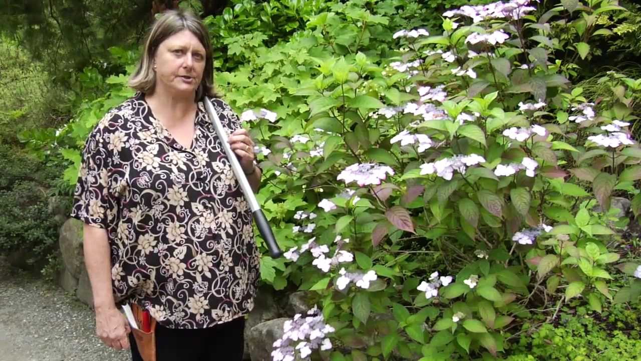 How to Prune Hydrangea - Instructional Video w/ Plant Amnesty