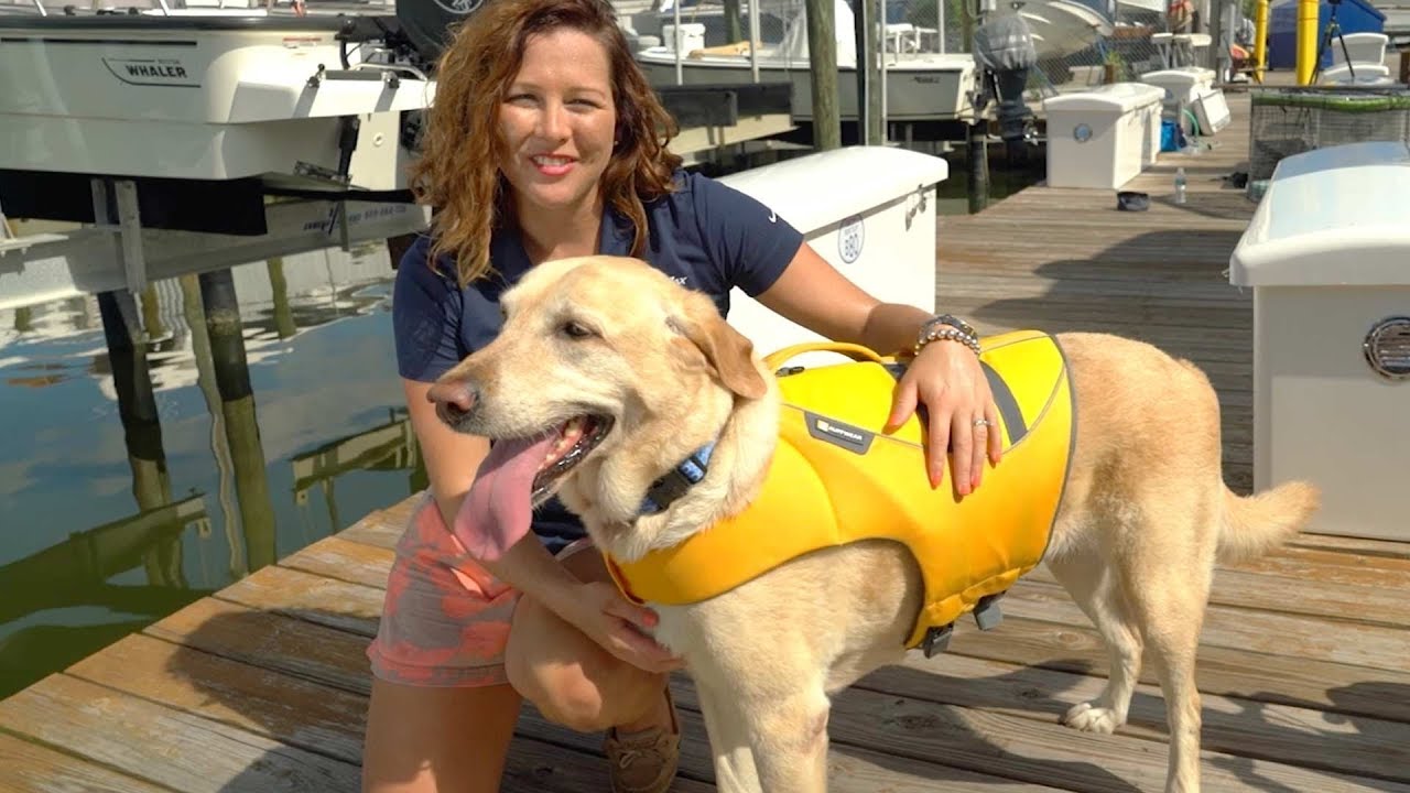 Tips For Choosing The Right Dog Life Jacket
