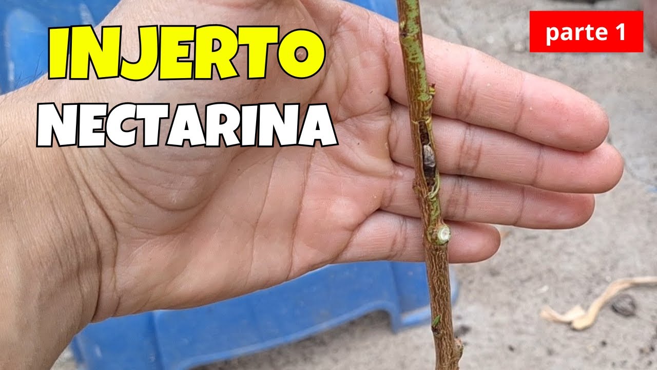 INJERTO DE NECTARINA SOBRE DURAZNO PARTE 1 | frutales de balcón