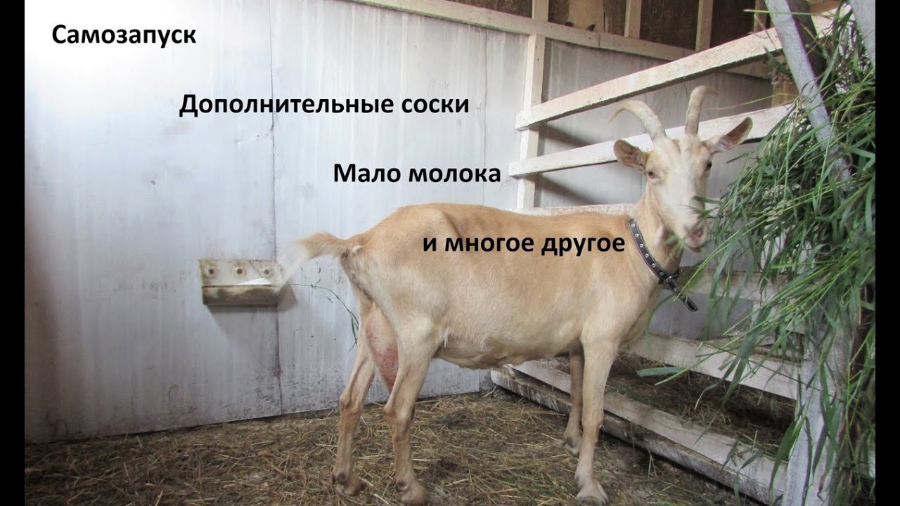 Причины самозапуска // Низкоудойное поколение //  Многое другое