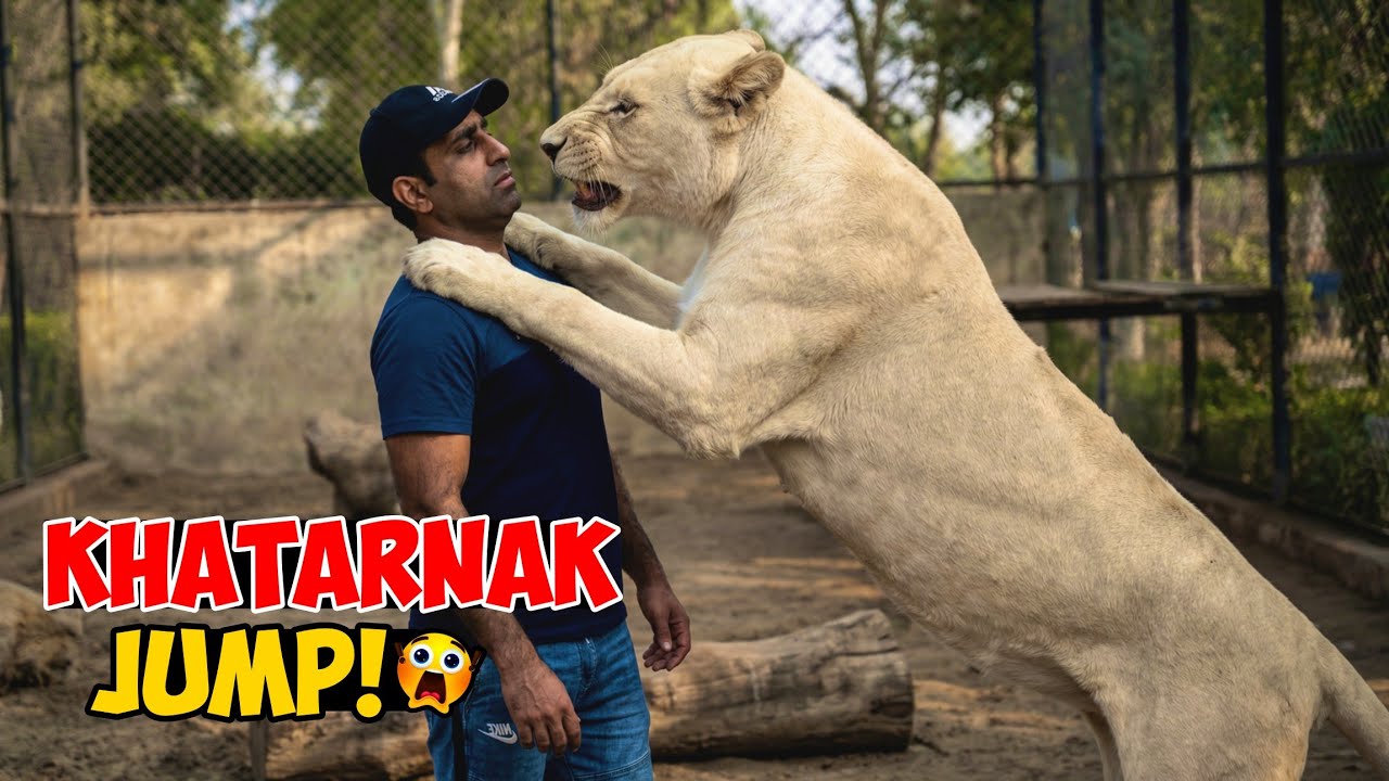 Aaj Bella Gussy Main Thi… Sedha Mujh Par Jump Kar Di! 😱🦁