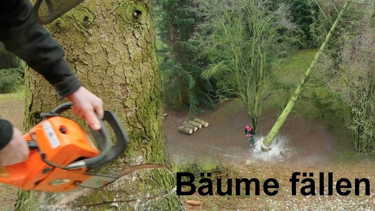 Bäume fällen