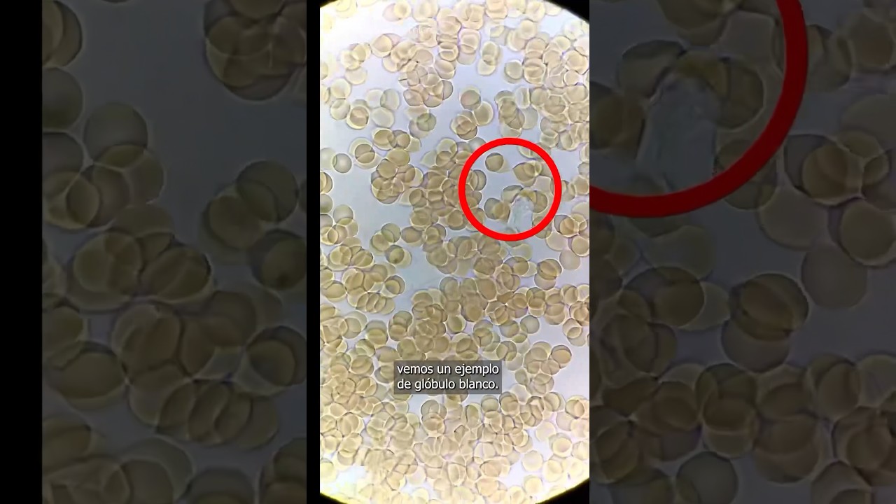 Así se ven los GLÓBULOS BLANCOS en un microscopio🧫🔬✨