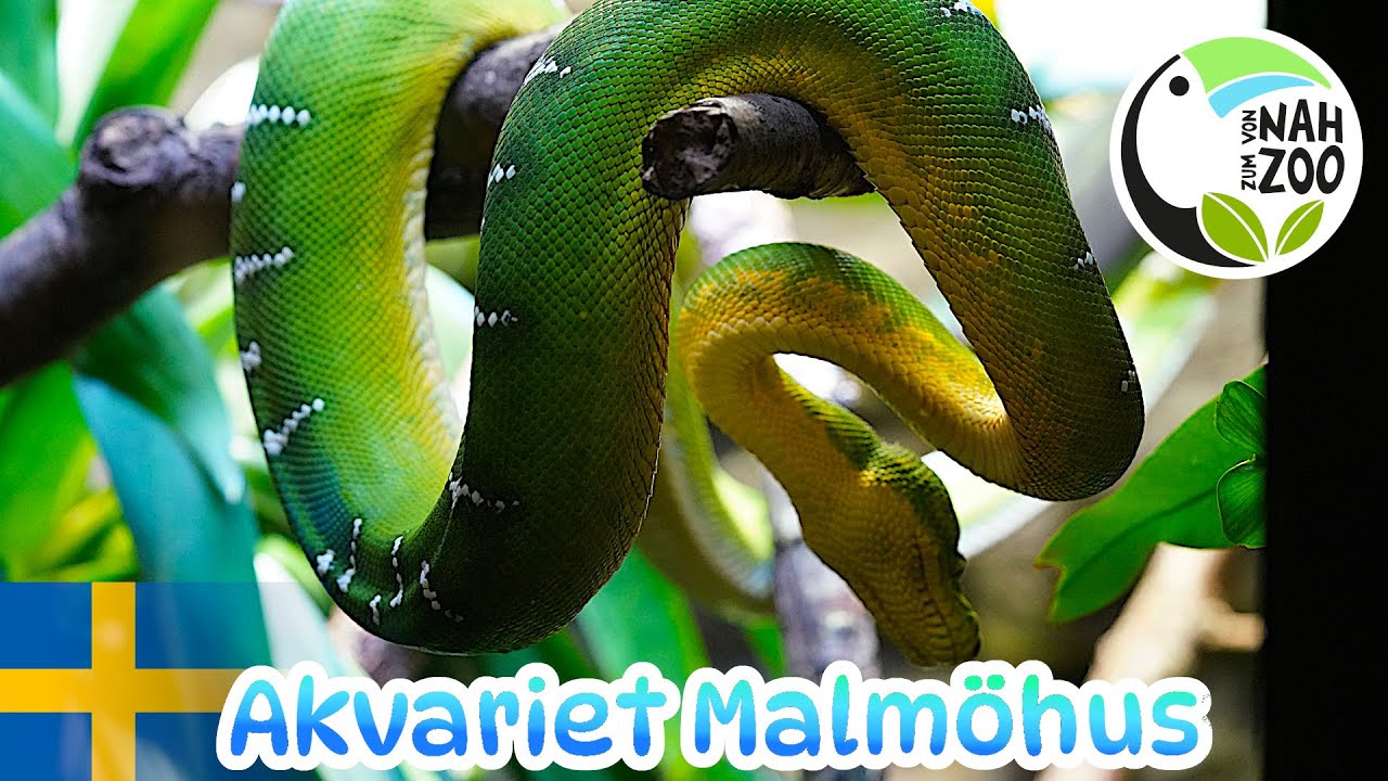 Akvariet Malmöhus - Ein Pflichtbesuch in Malmö? - Von Nah zum Zoo 4k