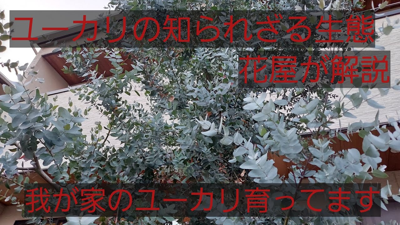 hanacocochi「はなここち」　植物解説動画「ユーカリ」の回　意外と知らない恐るべきその戦略の巻