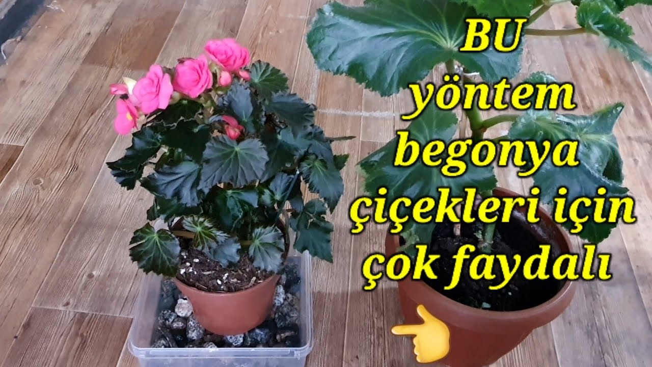 Begonya çiçeklerni BU yöntemle BAKIN😉gül Begonya bakımı✅çiçek bakımı✅