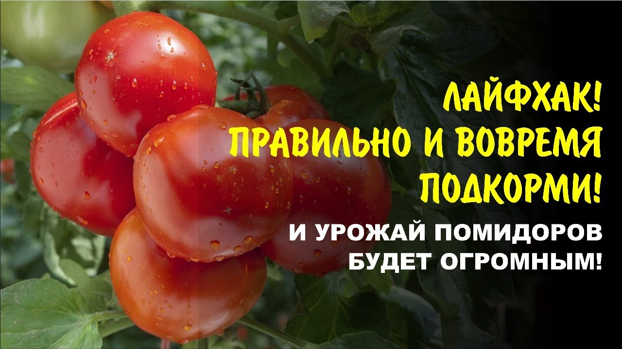 Борогум и Богатый &mdash; двойной удар по пустоцветам. Как правильно подкармливать томаты