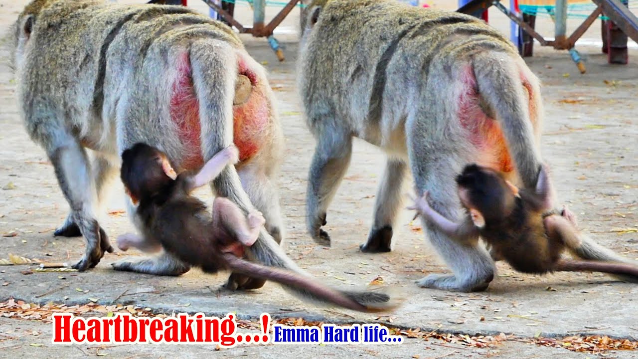 Heartbreaking...! Why mother monkey Emila leaving without waiting for baby Emma crying to cling Mom