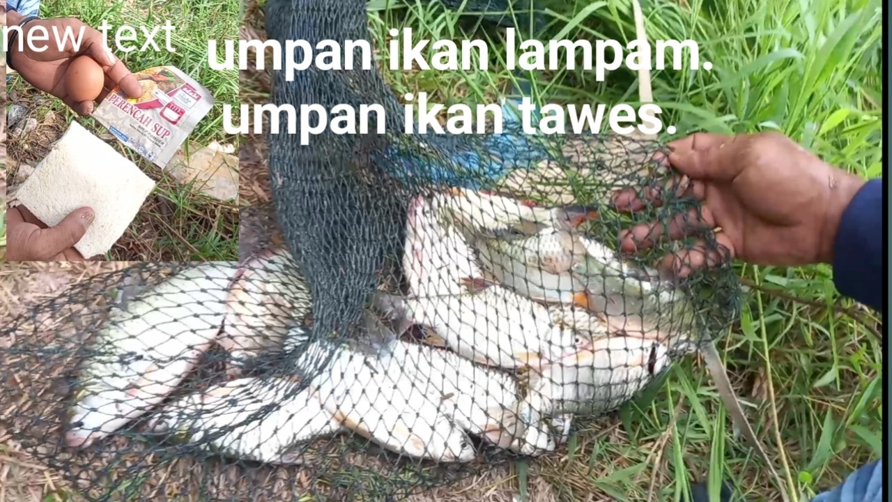 Umpan ikan lampam , umpan ikan tawes terbukti ampuh..bikin di spot langsung di uji
