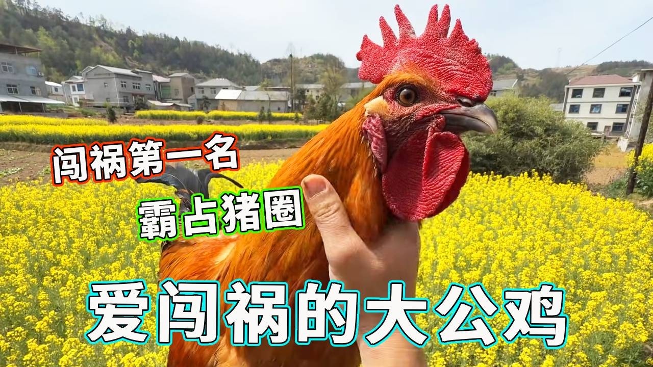 谁家大公鸡这么嚣张啊！简直就是闯祸第一名，这次直接霸占了猪圈！【天下一场梦】