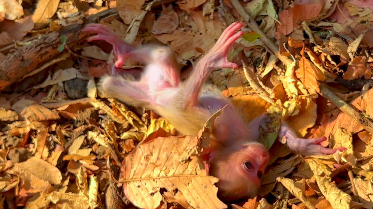 Copy of Live : Oh No! Baby Monkey ROSCO Slips While Exploring — Mama Quickly Stays Close 💛🐒