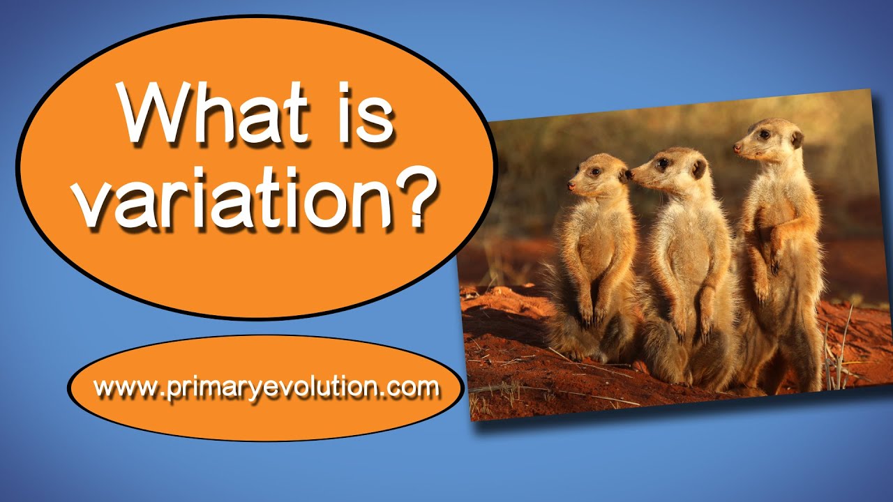What is Variation?