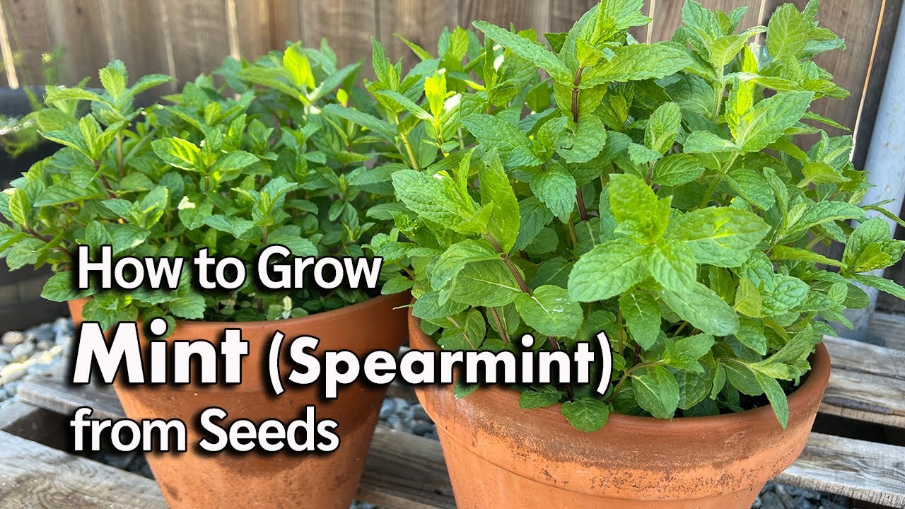 How to Grow Mint from Seed in Pots🌿 | Spearmint