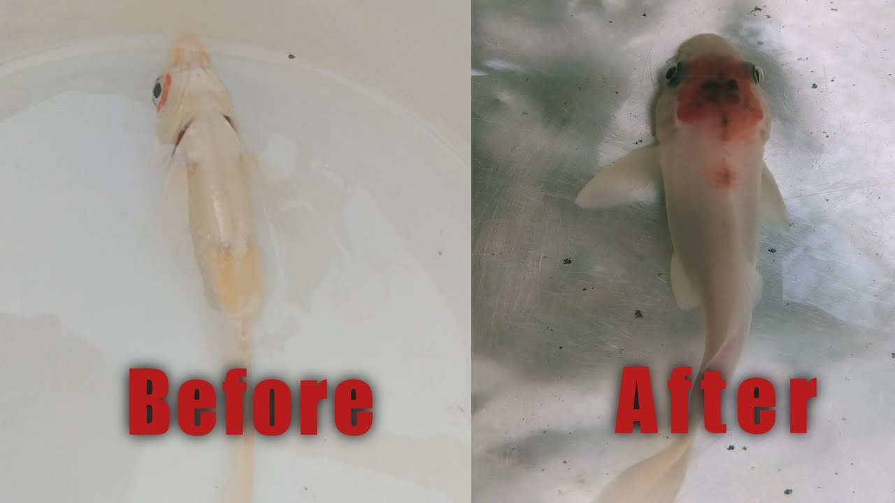 இறக்கும் நிலையில் இருக்கும் மீன்களை குணமாக்கும் முறை ll How to save your fish before dying in Tamil