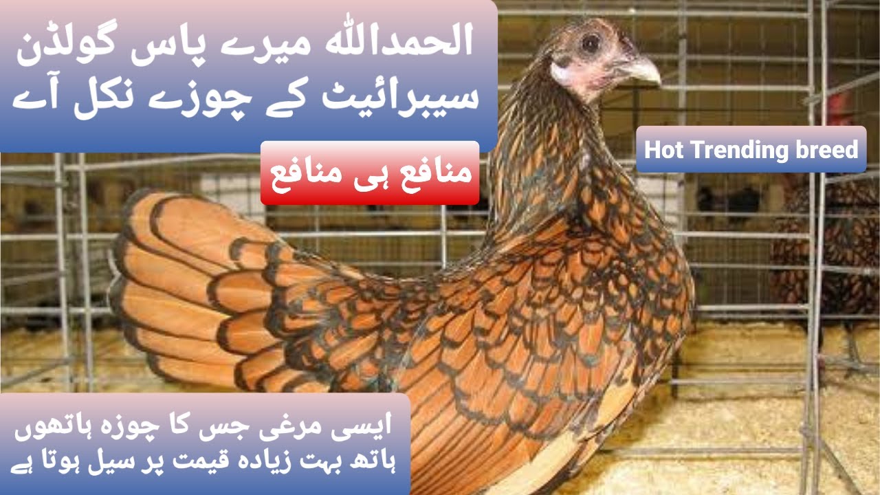 Golden Sebright chicks hatched from eggs || huge Profit giving Hen Breed in the world