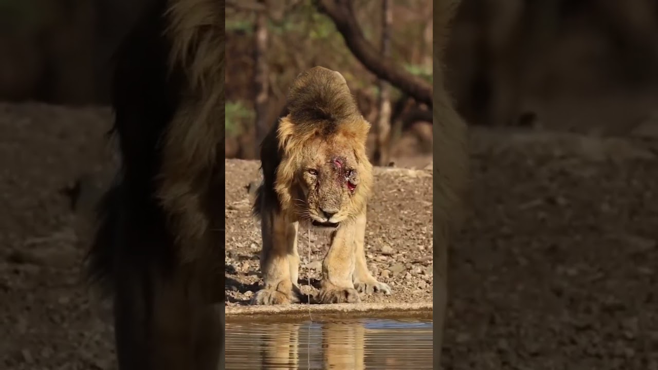 Aslanı aslan yapan y&uuml;z&uuml;ndeki savaş izleridir. #lion #lions #lionking #aslan #hayvanlar #animals