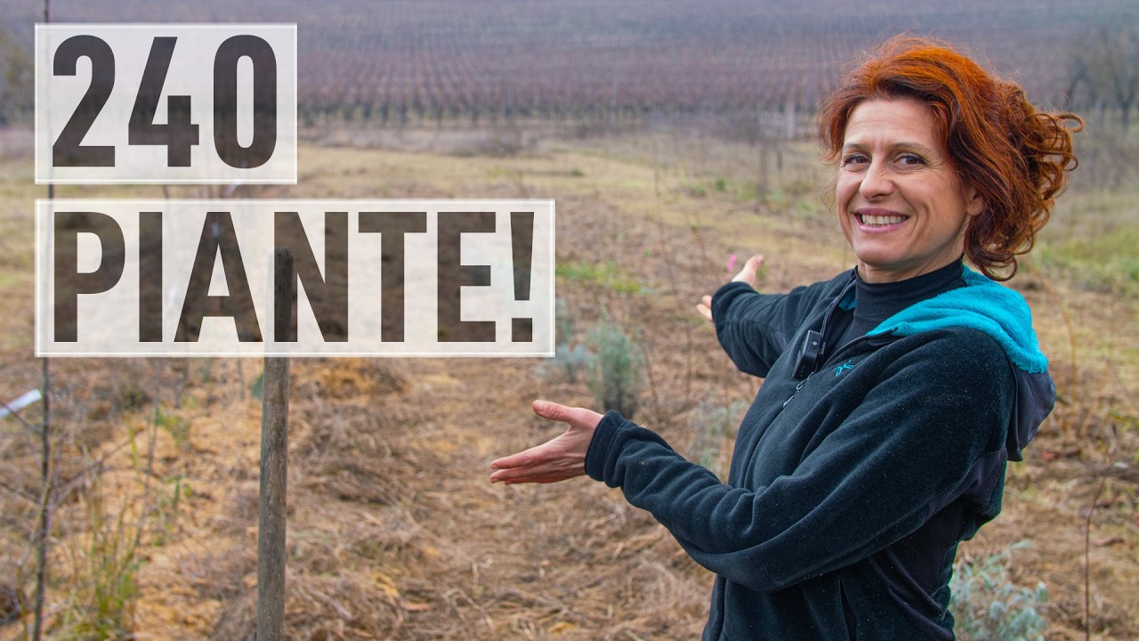 Agroforestazione: piantiamo 240 piante nel nuovo terreno🌱