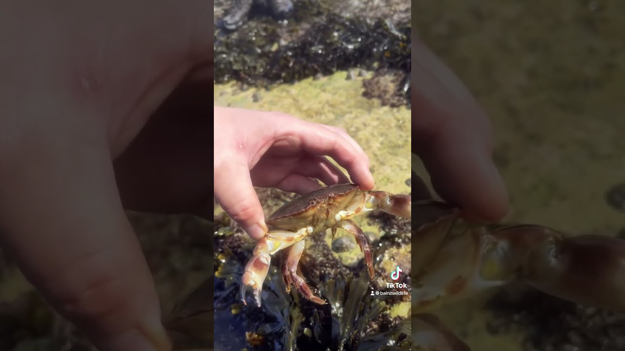 Flamborough Head Rockpools🦀