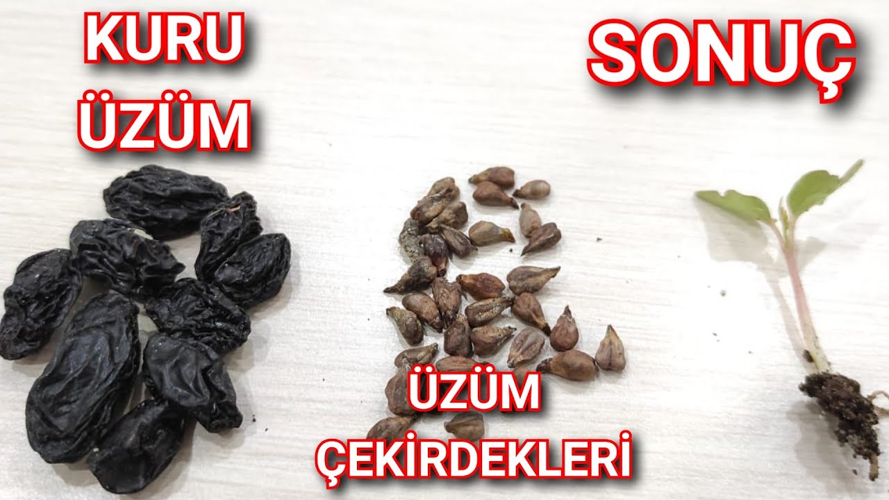 Üzüm Çekirdeği Nereden Bulunur, Nasıl Çimlendirilir