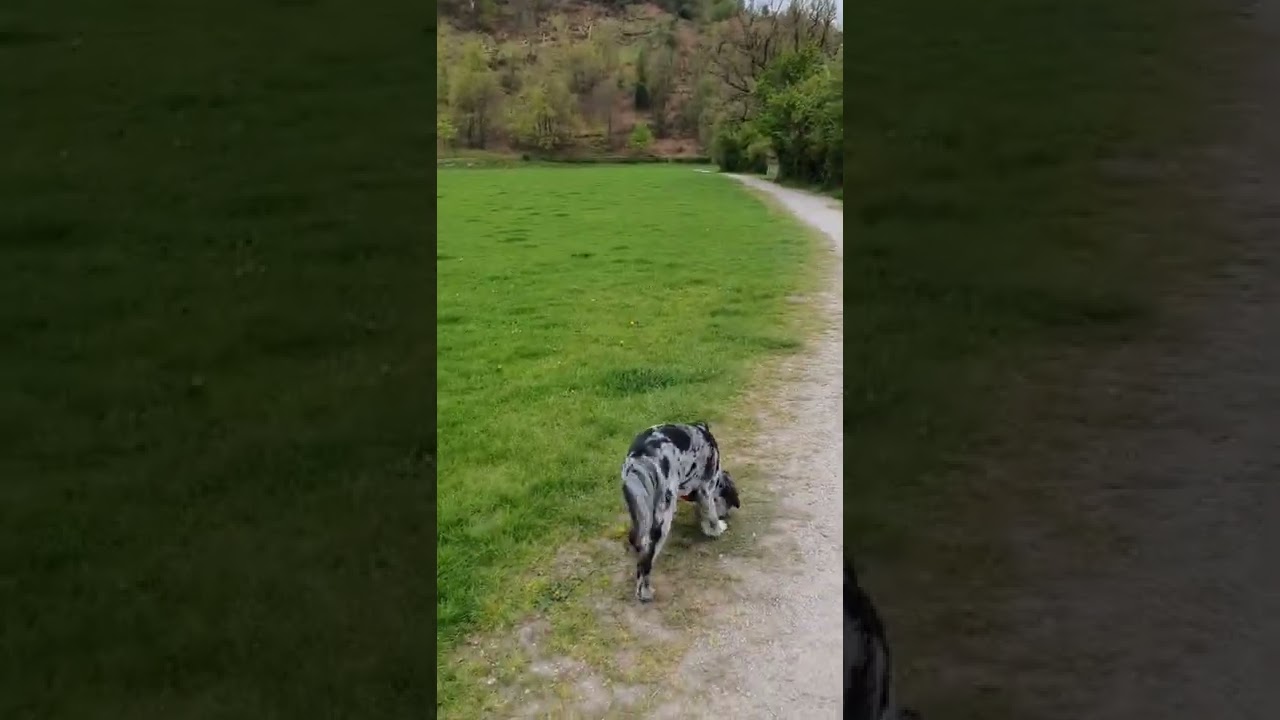 A Walk with Blue in Newlands Valley