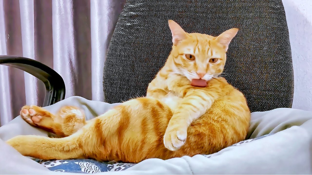 This 3-Legged Cat Cleaning Itself for So Long That I Started Feeling Sleepy😸😴| Cat Grooming