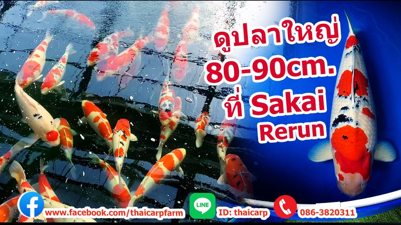 ไปซื้อปลาคาร์พญี่ปุ่นวันที่ 5 ปลาใหญ่ 80-90cm. Sakai Fish Farm Hiroshima Japan
