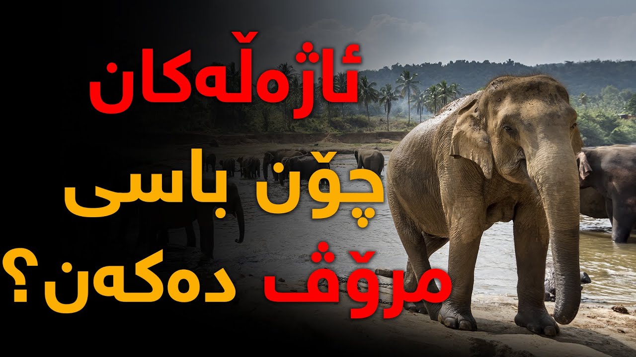 ئاژەڵەكان چۆن باسی مرۆڤەكان دەكەن؟