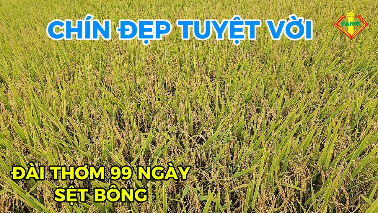 LÚA ĐÀI THƠM 8: 99 NGÀY RẤT ĐẸP, BÍ QUYẾT VÔ GẠO, GIỮ BỘ LÁ
