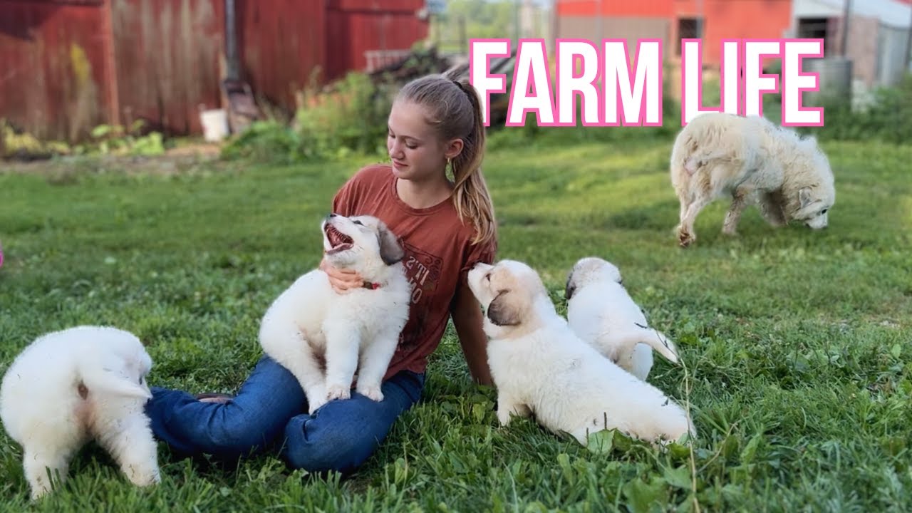A Peaceful Afternoon with the Farm Animals